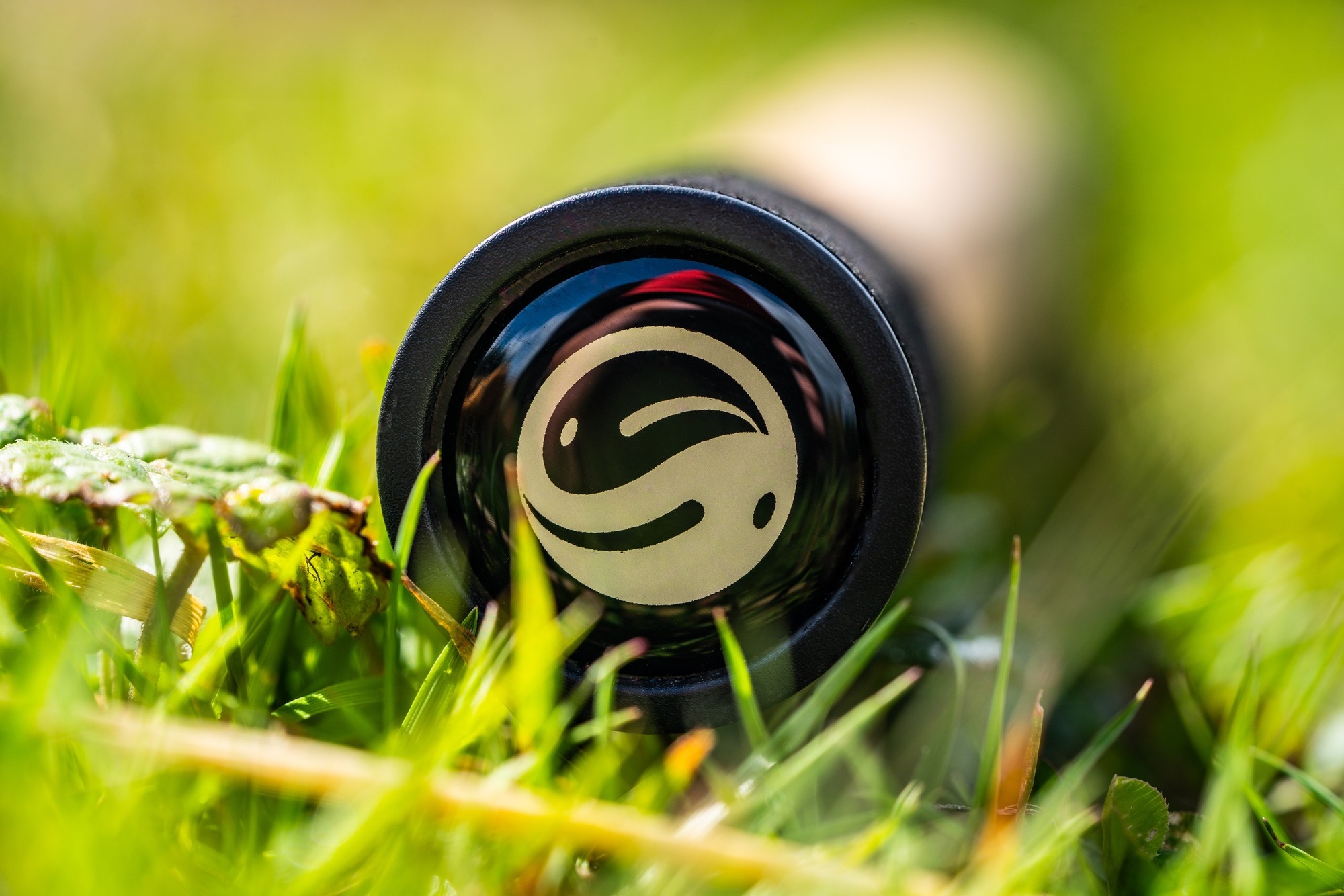 Gras, Pflanze, Rasen