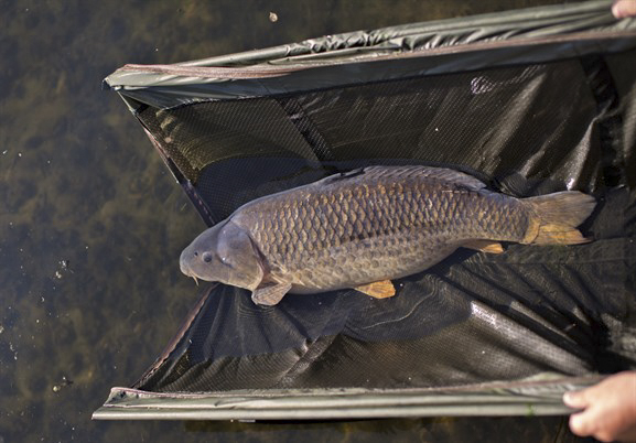 Tier, Karpfen, Fische, Leben im Meer