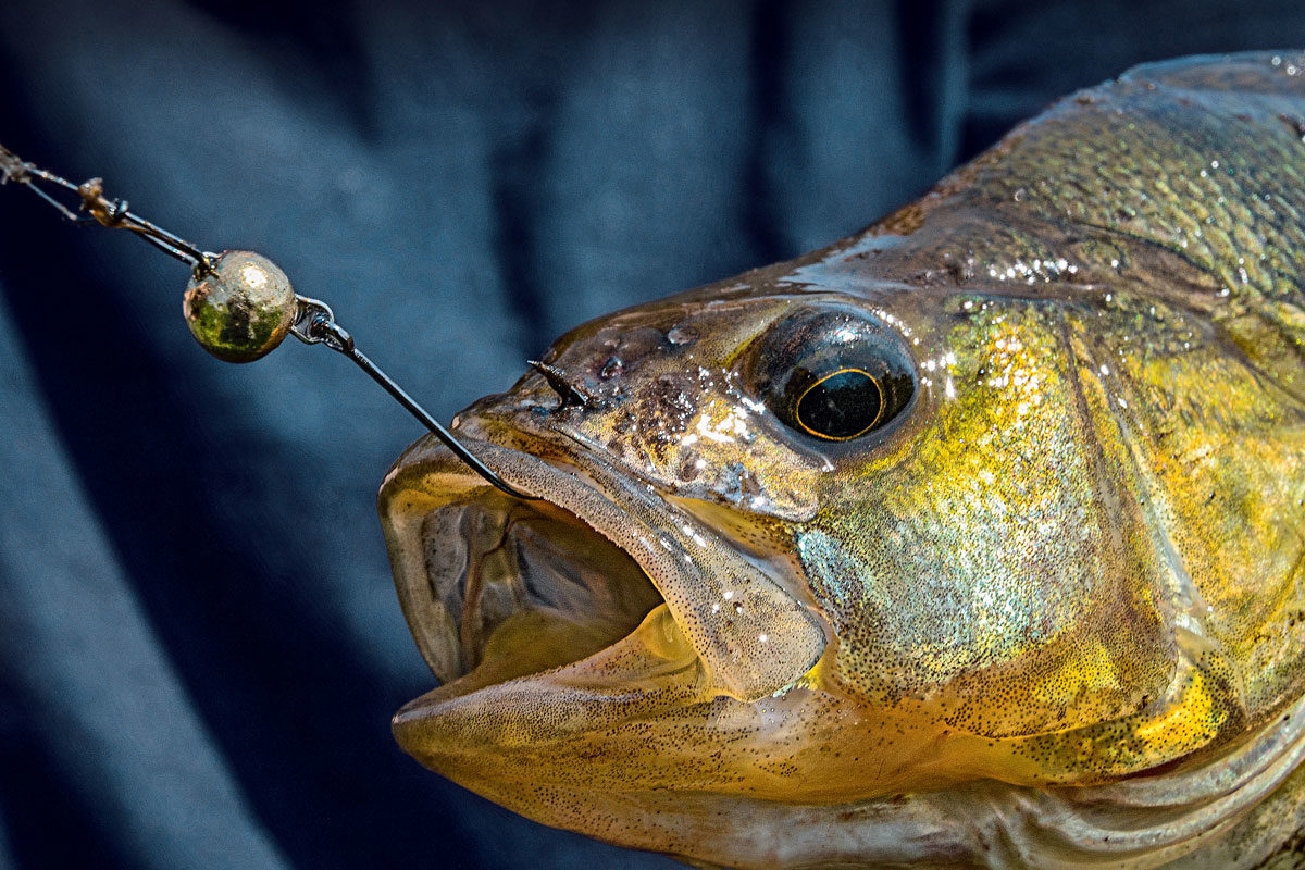 fang, fish, lure, haken, kopf