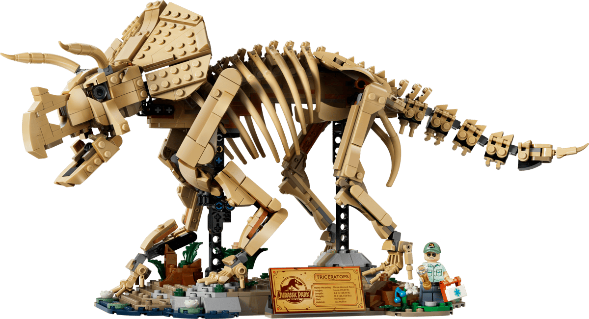 Dinosaurier-Fossilien: Triceratops
