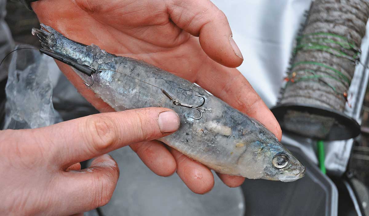 Fisch, Kabeljau, Angellure, Hakenfisch, Eisangeln