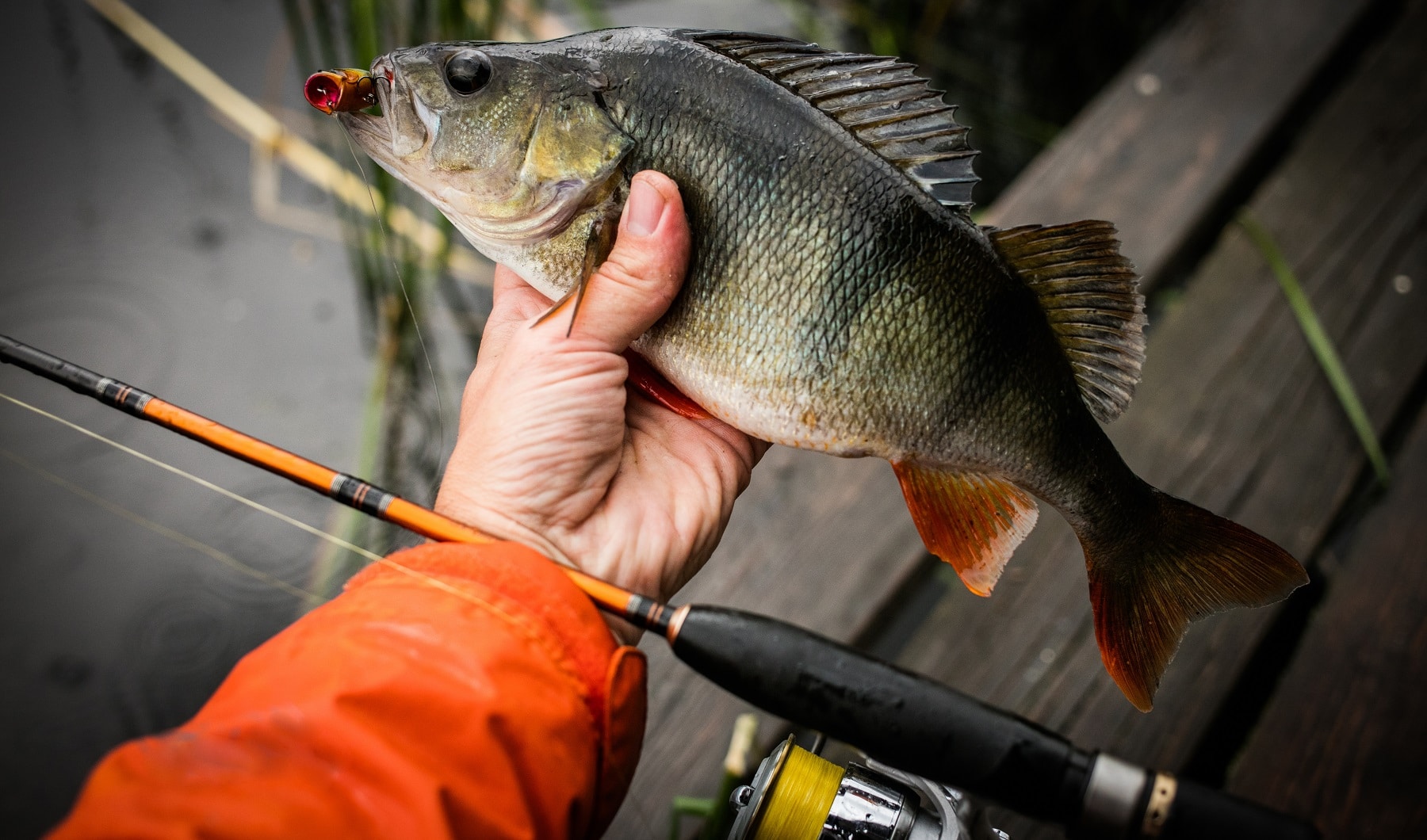 fisch, fang, angeln, köder, rute