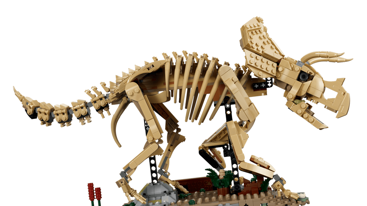 Dinosaurier-Fossilien: Triceratops
