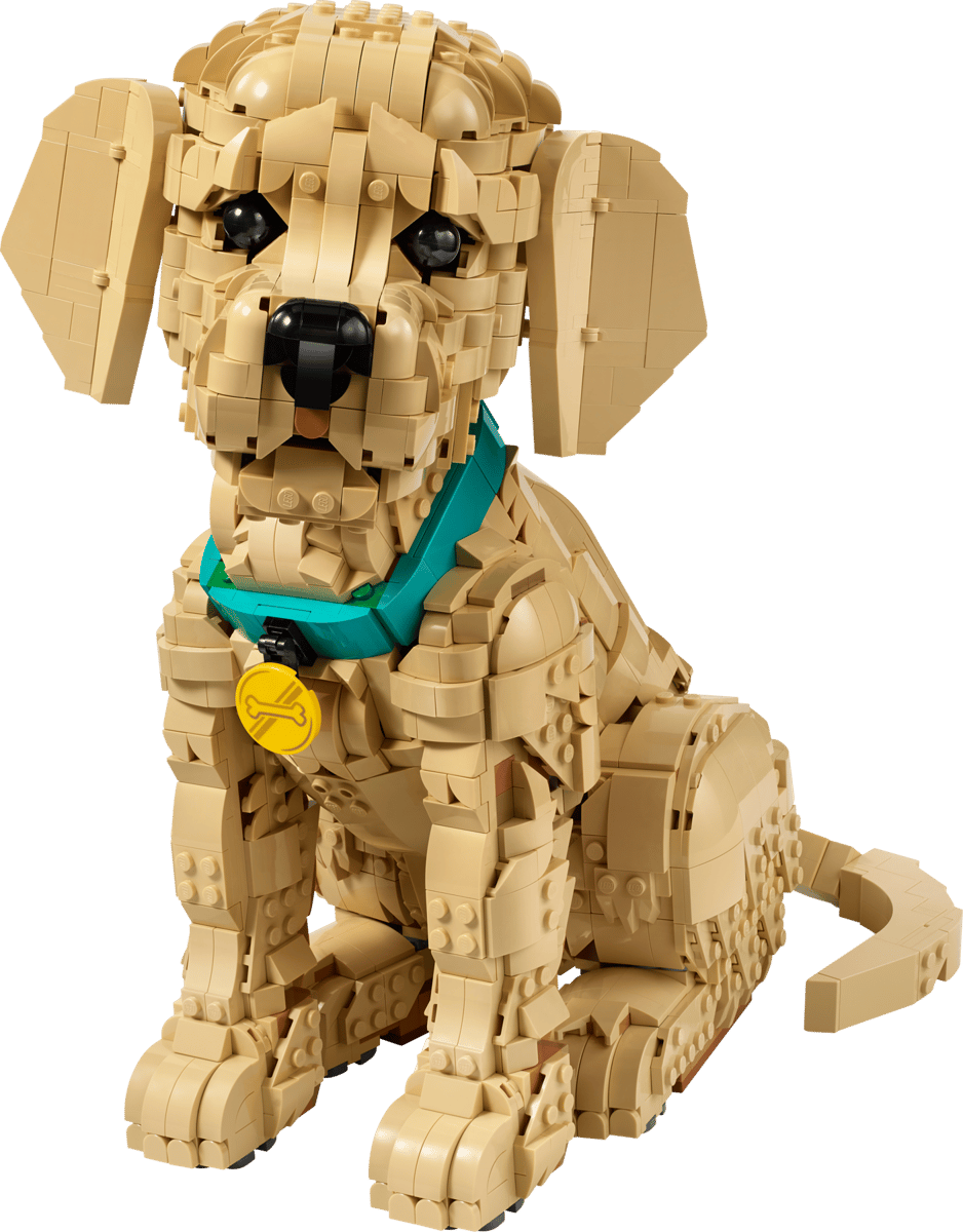 Golden Retriever Welpe