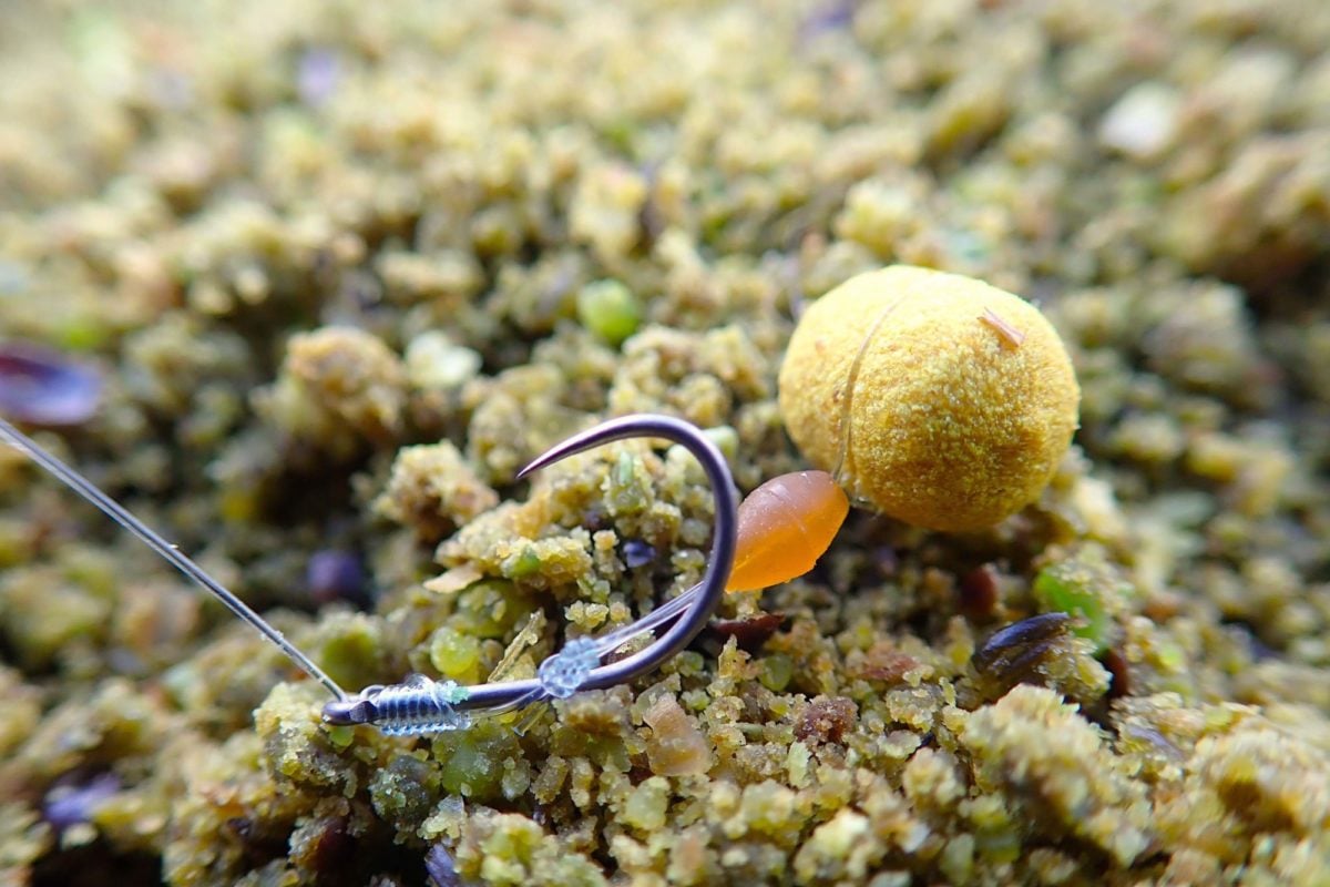 Präsentation des Essens, Moos, Draußen, Riff, Pilz