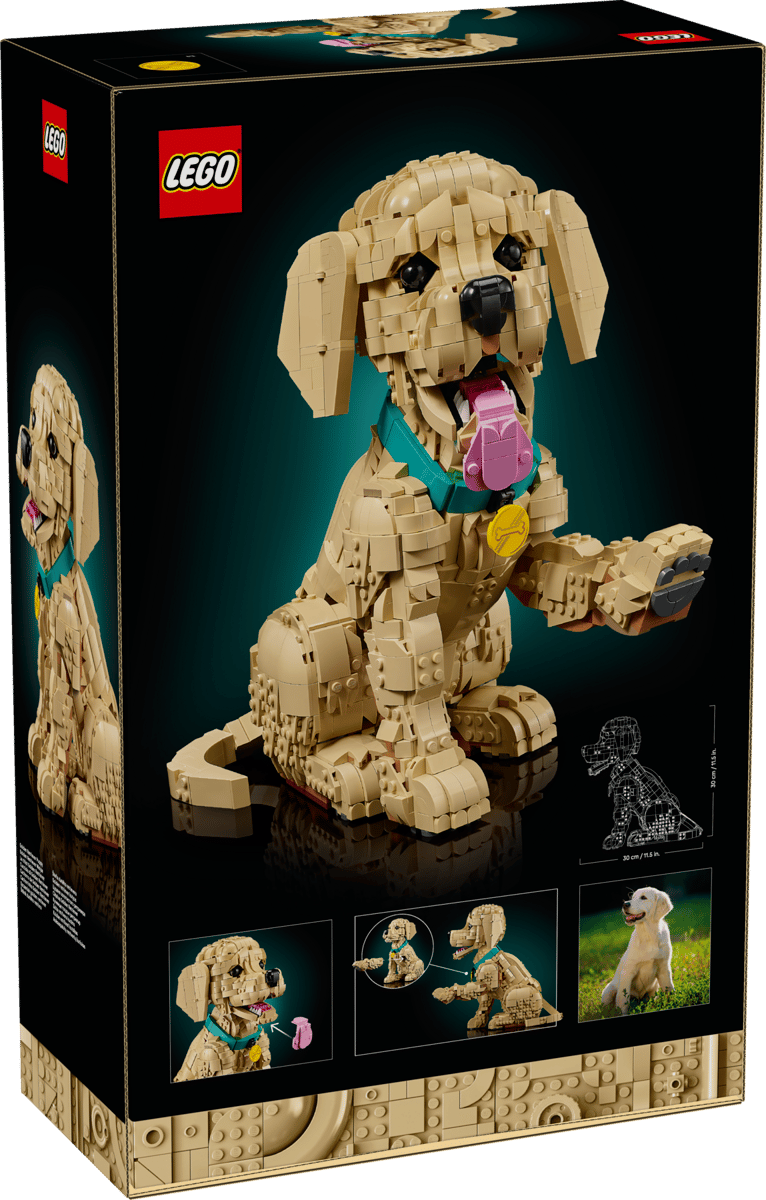 Golden Retriever Welpe