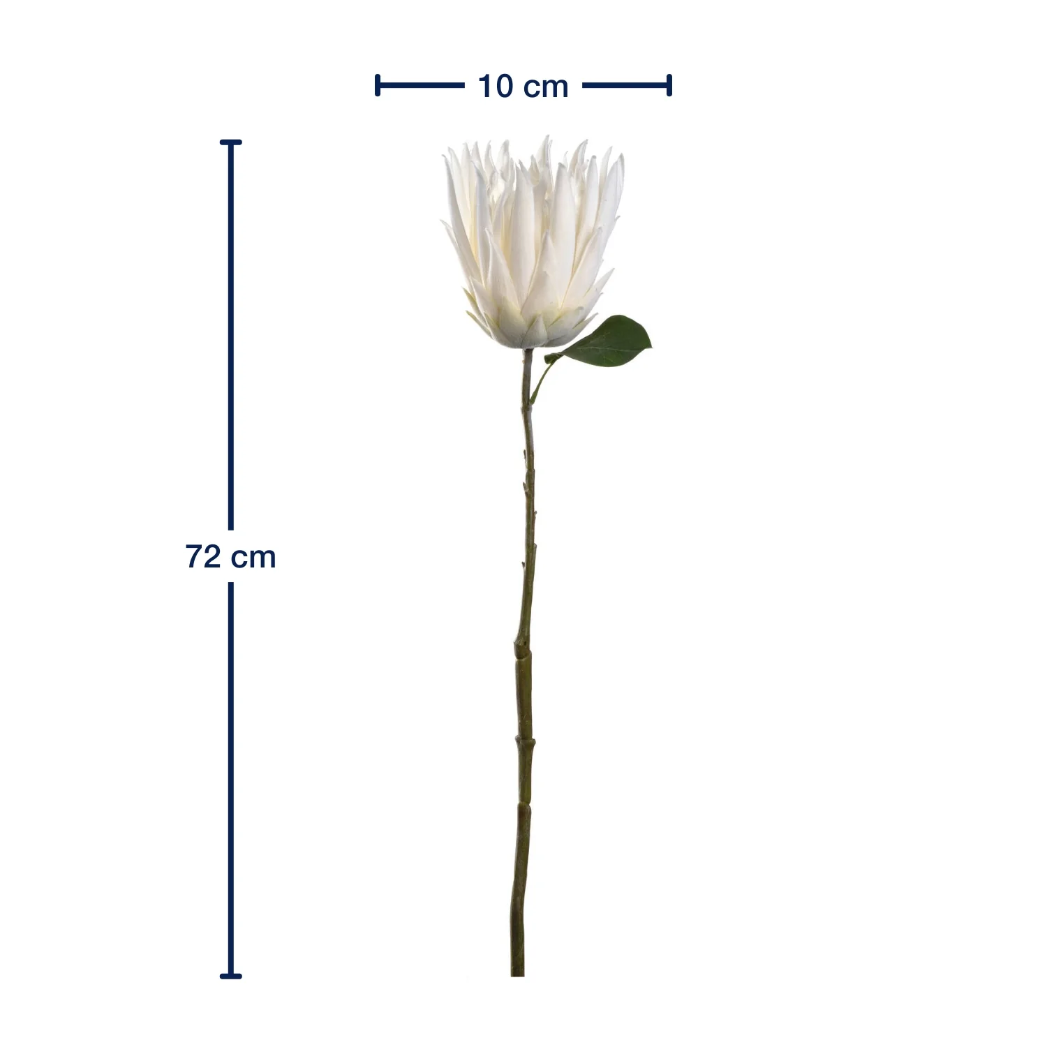 Prothea 72 weiß FIORE