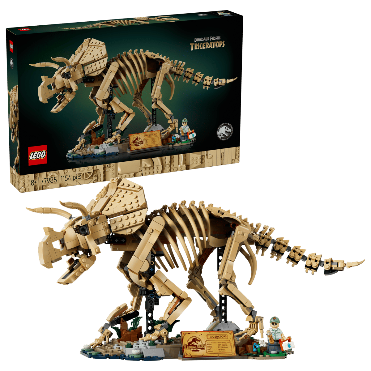 Dinosaurier-Fossilien: Triceratops