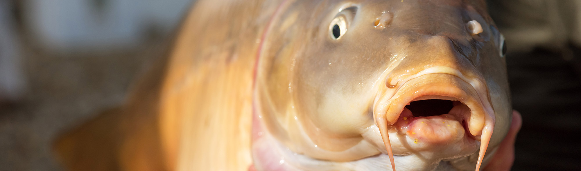 Tier, Karpfen, Fische, Leben im Meer
