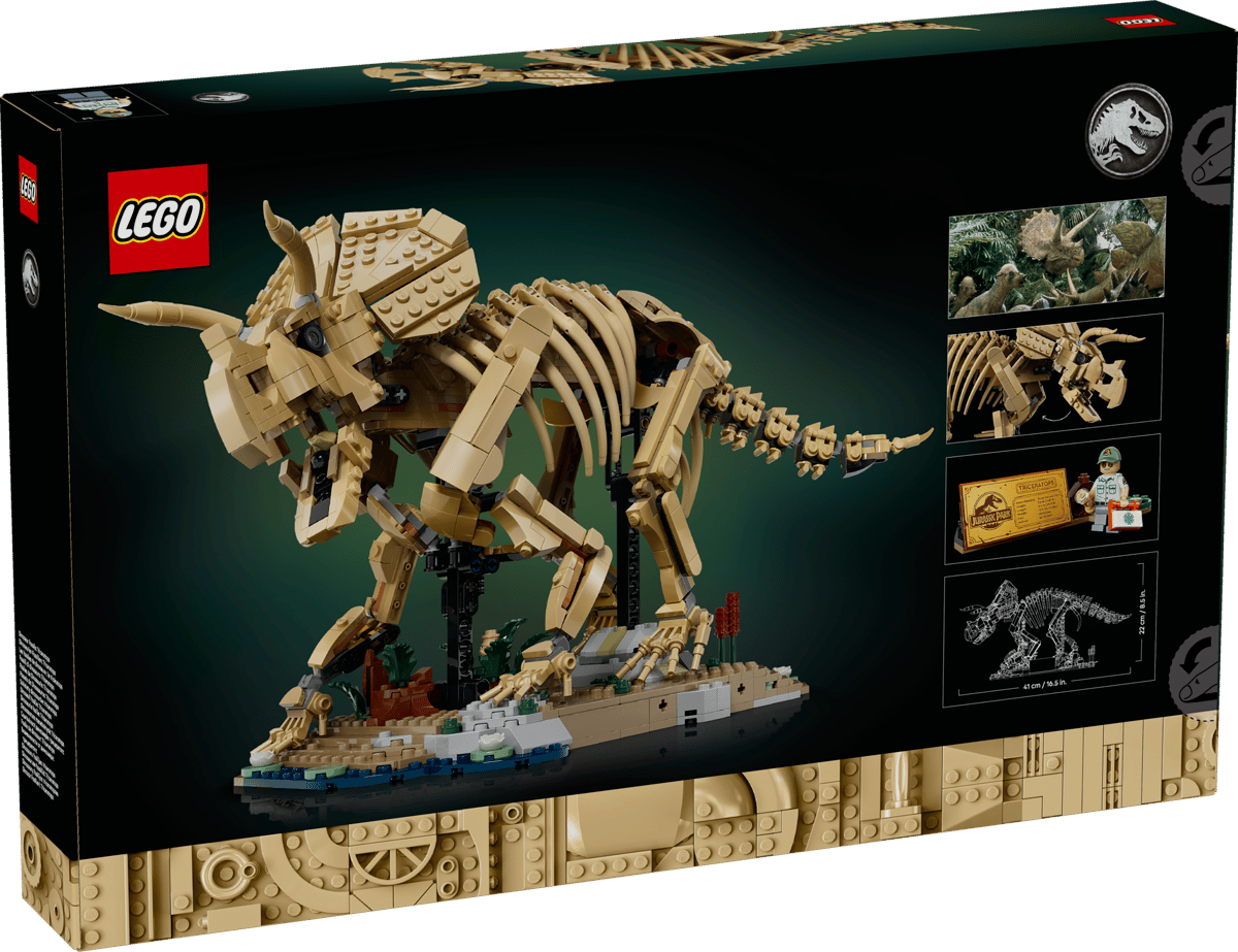 Dinosaurier-Fossilien: Triceratops