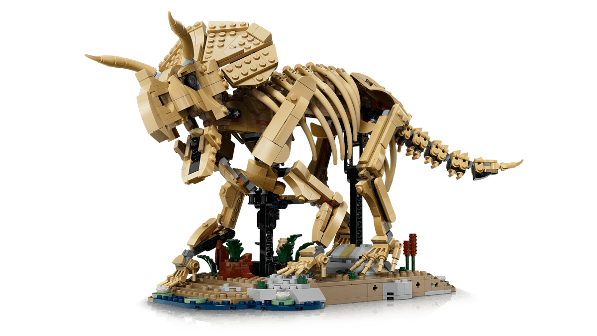 Dinosaurier-Fossilien: Triceratops