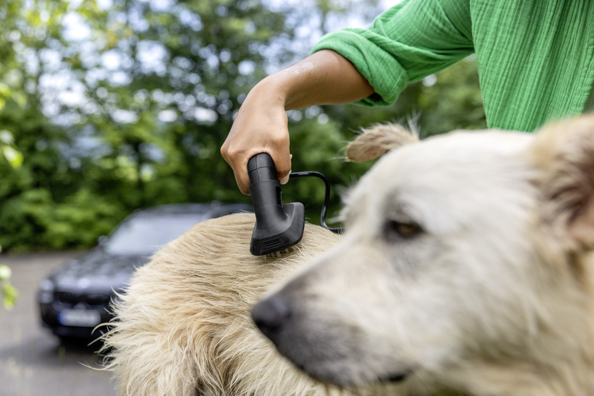 Hund, Säugetier, Haustier, Auto, Fahrzeug