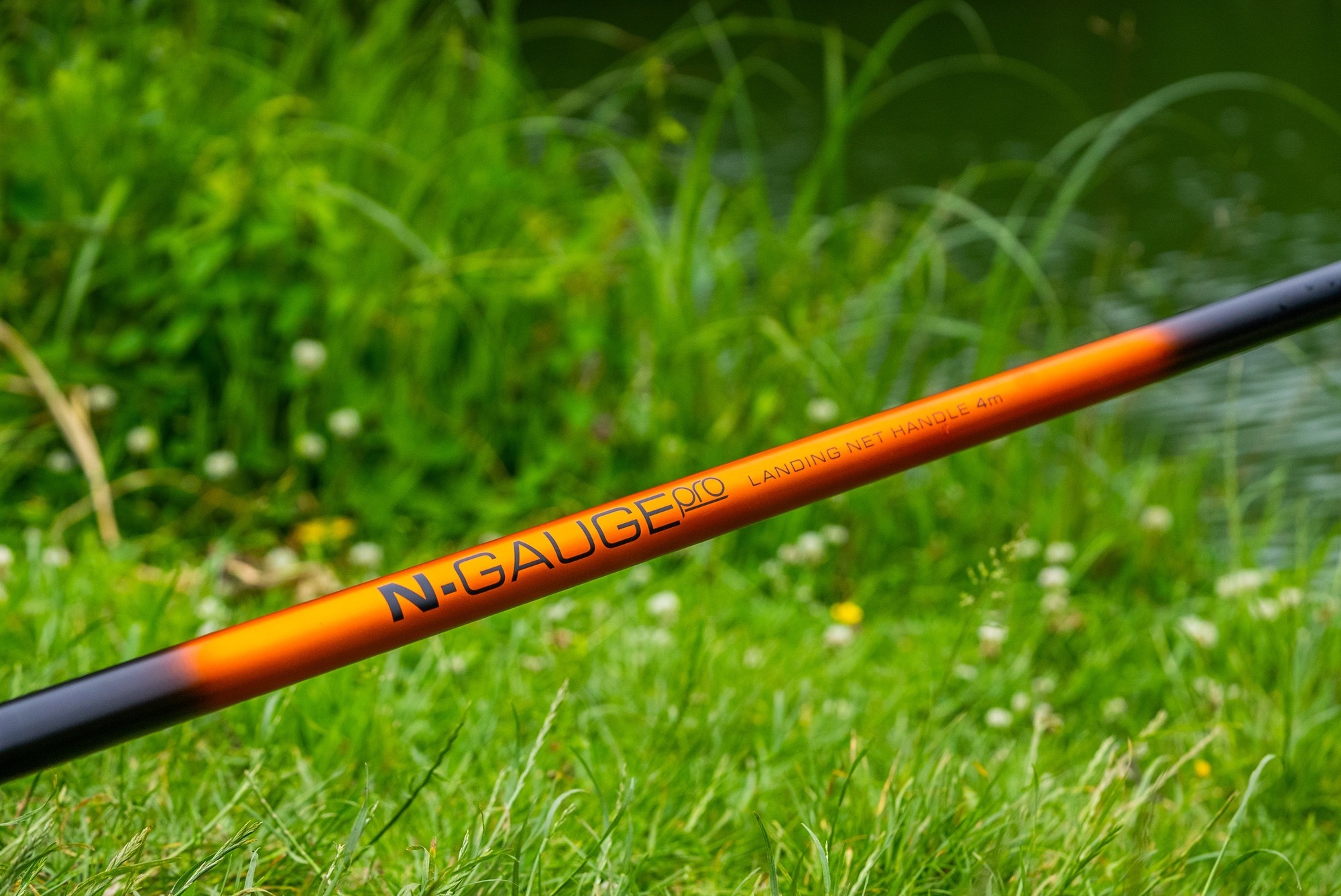 Gras, Pflanze, Ruder