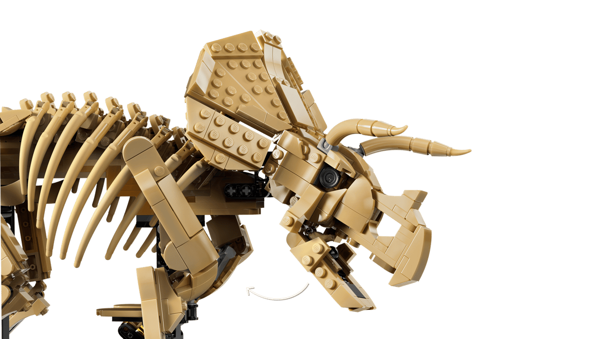 Dinosaurier-Fossilien: Triceratops
