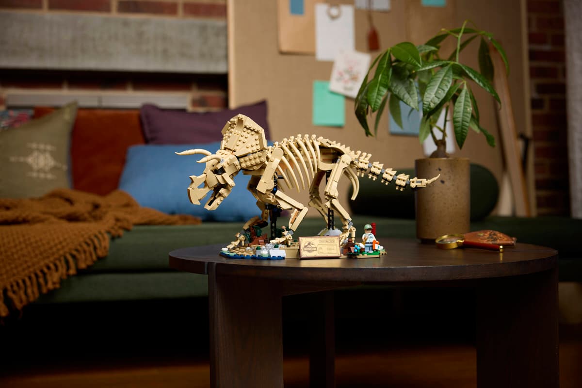 Dinosaurier-Fossilien: Triceratops
