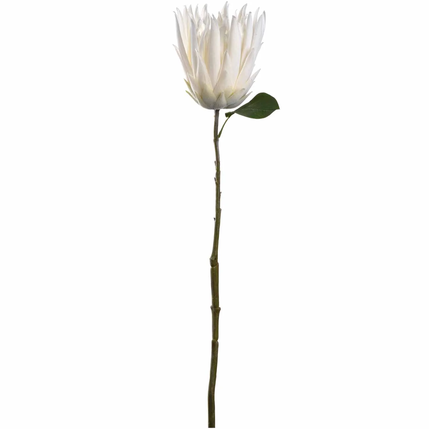 Prothea 72 weiß FIORE