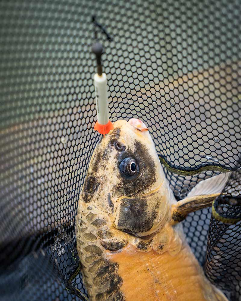 Tier, Karpfen, Leben im Meer, Mörsergranate, Waffe