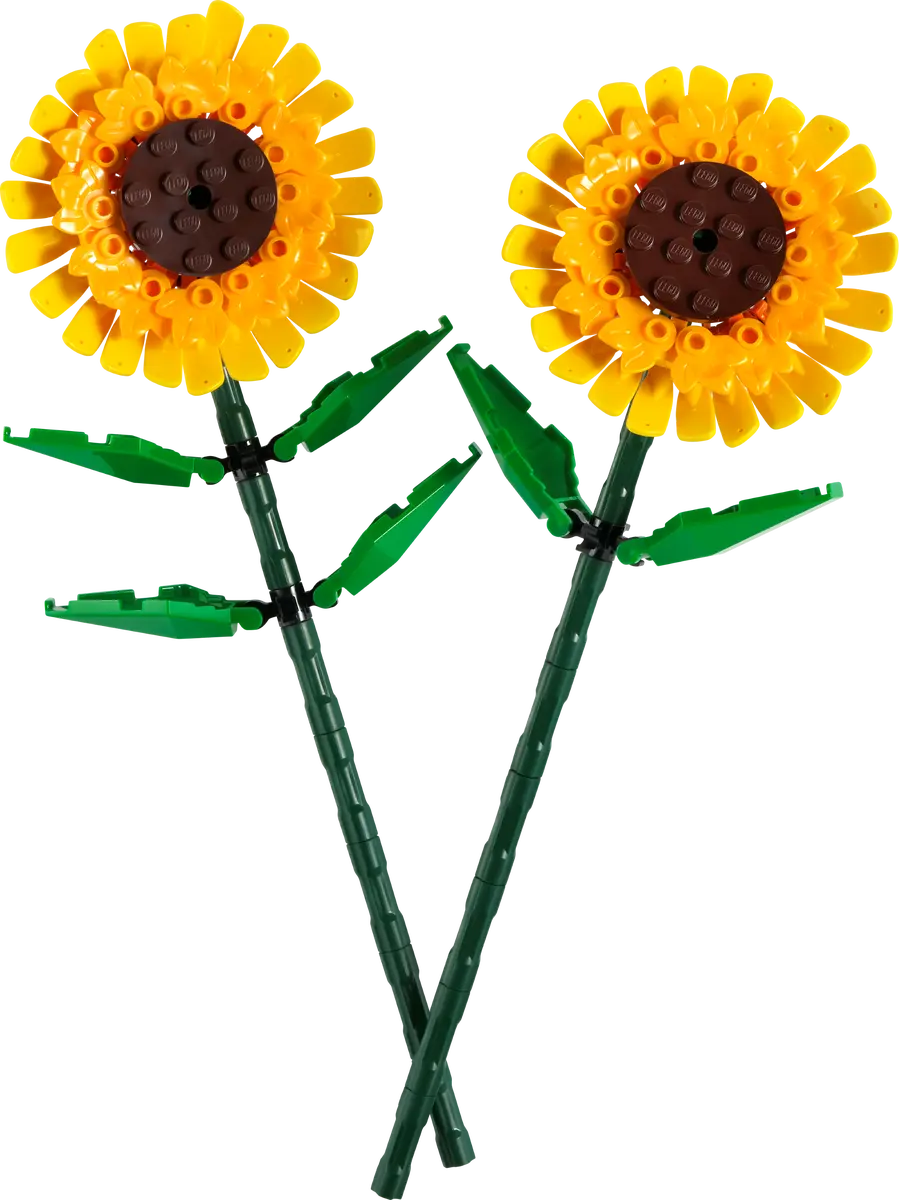 Sonnenblumen Sonnenblumen