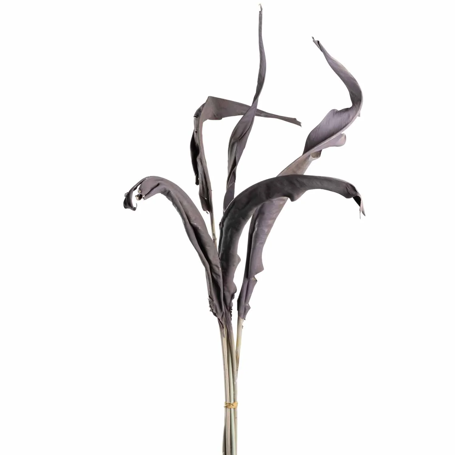 Bund 5 Strelizienblätter taupe